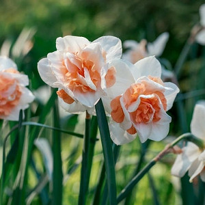 Narcissus Delnashaugh, Daffodil Delnashaugh, Daffodil Delnashaugh, Double Daffodil Delnashaugh, Double Narcissus Delnashaugh, Spring Bulbs, Spring Flowers, double narcissi, fragrant daffodils